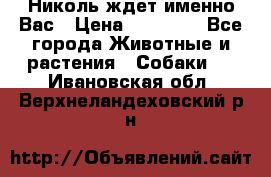 Николь ждет именно Вас › Цена ­ 25 000 - Все города Животные и растения » Собаки   . Ивановская обл.,Верхнеландеховский р-н